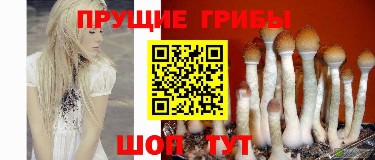 Шелехов  Галлюциногенные грибы GOLDEN TEACHER  где найти   Вход с VPN 
